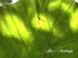 Spider 1 121
